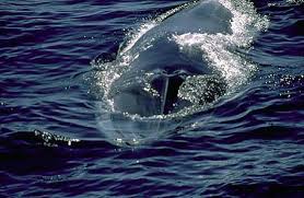 Image result for Balaenoptera physalus