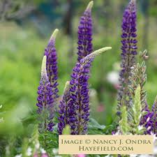 Attēlu rezultāti vaicājumam “Lupinus polyphyllus flower”