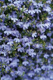 Attēlu rezultāti vaicājumam “Lobelia erinus flower”