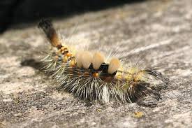 Attēlu rezultāti vaicājumam “Orgyia antiqua”