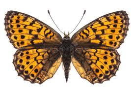 Attēlu rezultāti vaicājumam “Clossiana selene upperside”