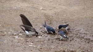 Attēlu rezultāti vaicājumam “Delichon urbicum nest”