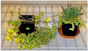 Attēlu rezultāti vaicājumam “Anthyllis maritima bud”