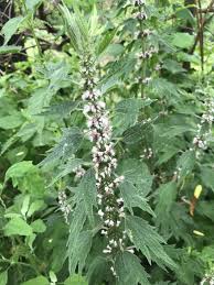 Attēlu rezultāti vaicājumam “Leonurus quinquelobatus leaf”