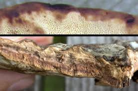 Attēlu rezultāti vaicājumam “Perenniporia subacida”