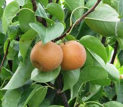 Attēlu rezultāti vaicājumam “Pyrus”