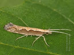 Attēlu rezultāti vaicājumam “Plutella xylostella”