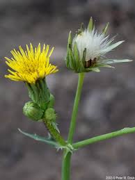 Attēlu rezultāti vaicājumam “Sonchus asper”