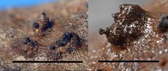 Attēlu rezultāti vaicājumam “Didymium verrucisporum spores”