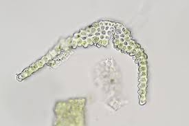 Attēlu rezultāti vaicājumam “Gyroweisia tenuis”