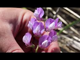 Attēlu rezultāti vaicājumam “Lathyrus japonicus subsp. maritimus flower”