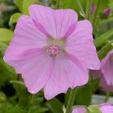 Attēlu rezultāti vaicājumam “Malva moschata alba fruit”