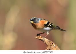 Attēlu rezultāti vaicājumam “Fringilla montifringilla”