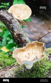 Attēlu rezultāti vaicājumam “Polyporus tuberaster”