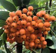 Attēlu rezultāti vaicājumam “Sorbus”
