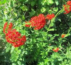 Attēlu rezultāti vaicājumam “Silene chalcedonica flower”