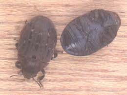 Attēlu rezultāti vaicājumam “Byrrhidae”