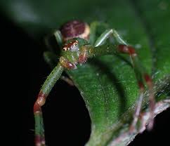 Attēlu rezultāti vaicājumam “Diaea dorsata”