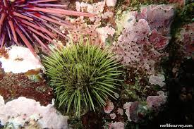 Image result for Strongylocentrotus droebachiensis