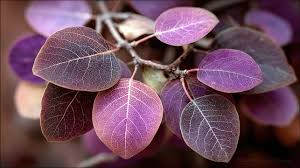 Attēlu rezultāti vaicājumam “Cotinus coggygria leaf”