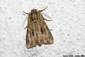 Attēlu rezultāti vaicājumam “Apamea monoglypha”