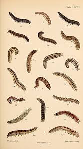 Attēlu rezultāti vaicājumam “Xestia baja”