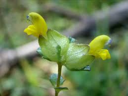 Attēlu rezultāti vaicājumam “Rhinanthus minor”