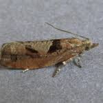 Attēlu rezultāti vaicājumam “Epinotia brunnichana”