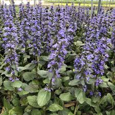 Image result for Ajuga reptans