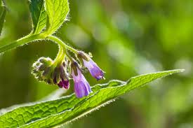 Attēlu rezultāti vaicājumam “Symphytum officinale leaf”