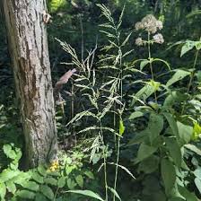 Attēlu rezultāti vaicājumam “Cinna latifolia”