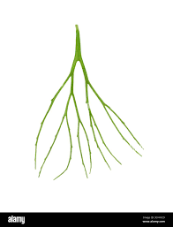 Attēlu rezultāti vaicājumam “Ceratophyllum submersum”