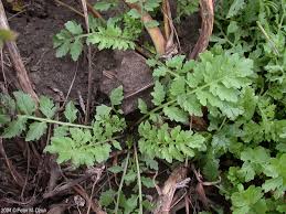 Attēlu rezultāti vaicājumam “Rorippa sylvestris”