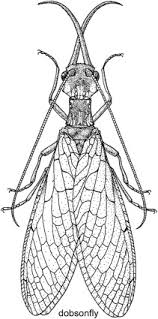 Attēlu rezultāti vaicājumam “Neuroptera”