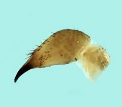 Attēlu rezultāti vaicājumam “Lophopilio palpinalis”