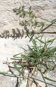 Attēlu rezultāti vaicājumam “Polypogon tentacularius”