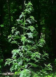 Image result for Artemisia annua