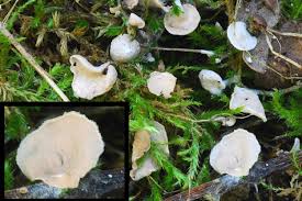 Attēlu rezultāti vaicājumam “Arrhenia retiruga”