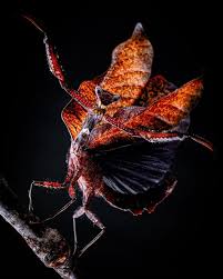 Attēlu rezultāti vaicājumam “Diderma roanense macro”