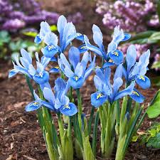Attēlu rezultāti vaicājumam “Iris reticulata”