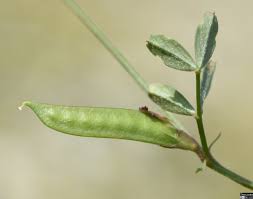 Attēlu rezultāti vaicājumam “Vicia lathyroides leaf”