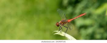Attēlu rezultāti vaicājumam “Sympetrum sanguineum male”