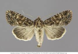 Attēlu rezultāti vaicājumam “Apamea remissa”