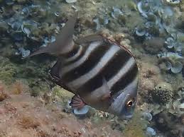 Image result for Diplodus cervinus