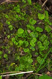 Attēlu rezultāti vaicājumam “Conocephalum salebrosum”