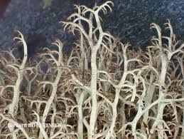 Attēlu rezultāti vaicājumam “Cladonia ciliata”