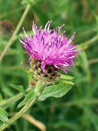 Image result for Centaurea nigra