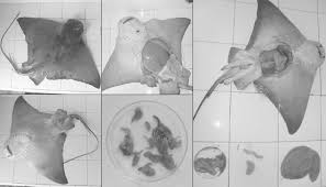 Image result for Myliobatis aquila