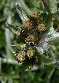 Attēlu rezultāti vaicājumam “Gnaphalium sylvaticum bud”