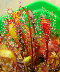 Attēlu rezultāti vaicājumam “Drosera anglica leaf”